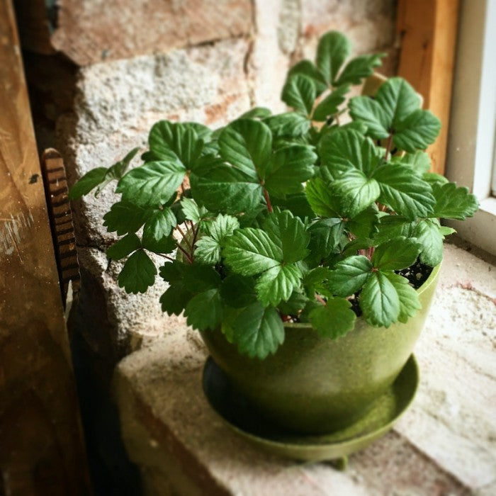 Jardin en boîte « Joyeux Noël ! »